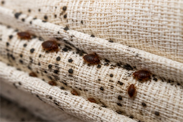 Bed Bug Control &ndash; bed bugs treated by Zero Pest Greenwich