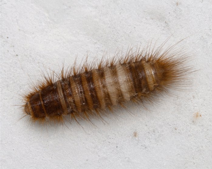 Carpet Beetle Control &ndash; carpet beetles treated by Zero Pest Greenwich