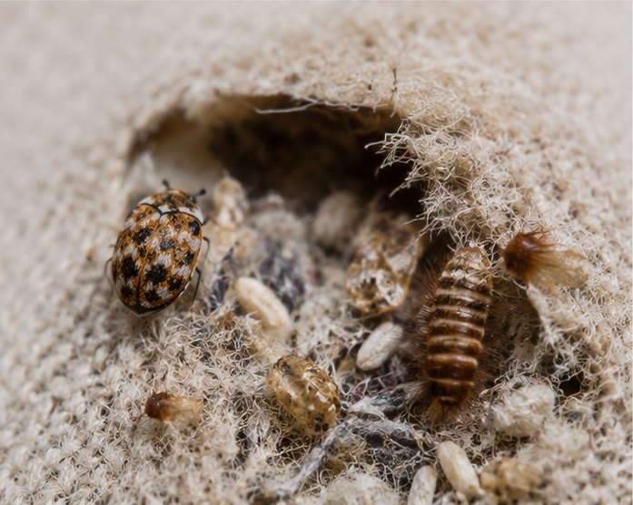 Carpet Beetle Control &ndash; carpet beetles treated by Zero Pest Greenwich