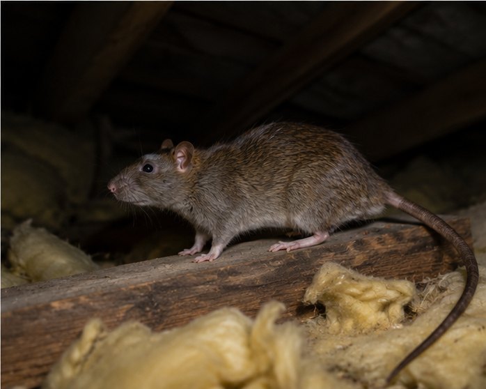 Pest Proofing in Greenwich &ndash; 3 of 3