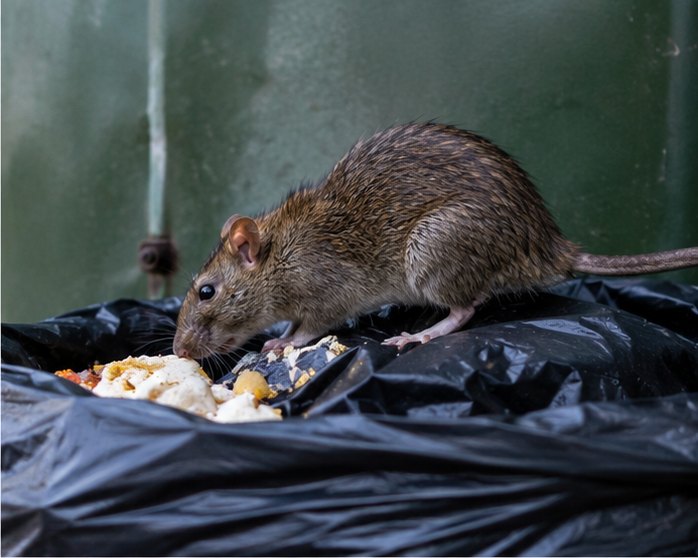 Rat Control &ndash; rats treated by Zero Pest Greenwich