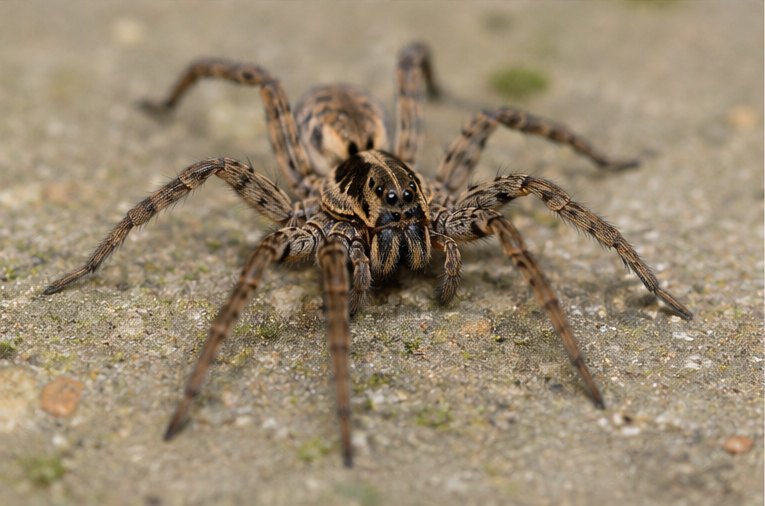 Spider Control &ndash; spiders treated by Zero Pest Greenwich