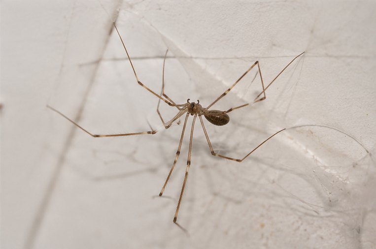 Spider Control in Eltham