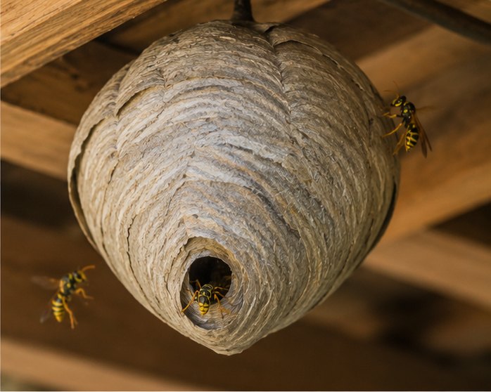 Wasp Nest Removal &ndash; wasps treated by Zero Pest Greenwich