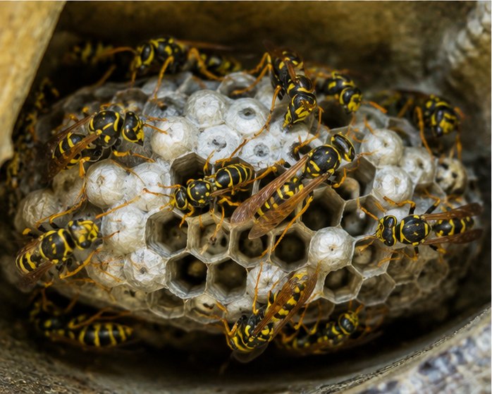 Wasp Nest Removal in Eltham